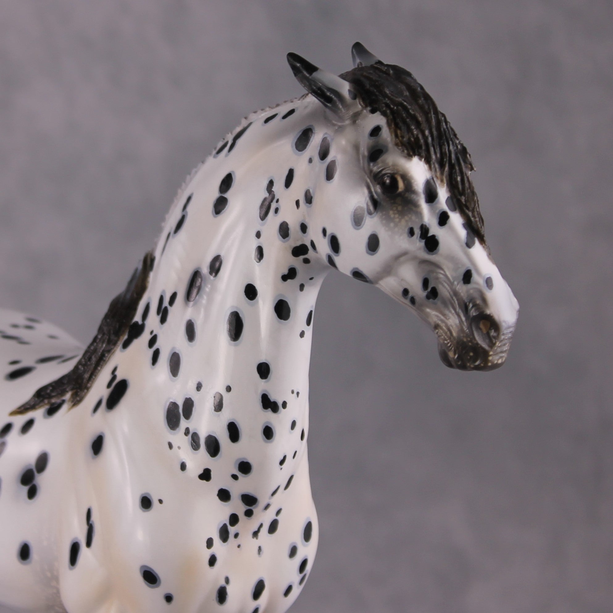 "Plein de Secrets" EFCM Glossy Andalusian By Kristen Cermele