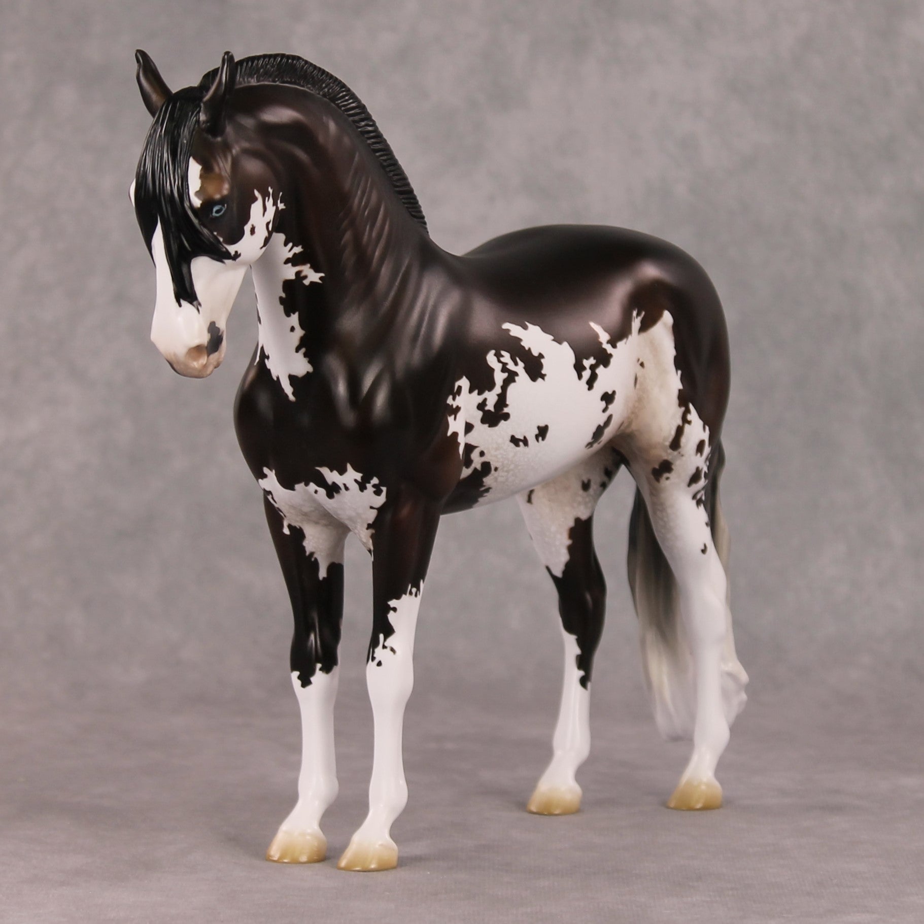 Oymyakon OOAK Bay Pinto Criollo Andalusian By Jess Hamill HS24