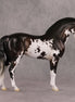 Oymyakon OOAK Bay Pinto Criollo Andalusian By Jess Hamill HS24