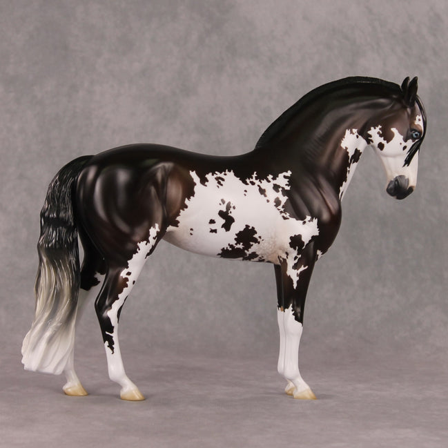 Oymyakon OOAK Bay Pinto Criollo Andalusian By Jess Hamill HS24
