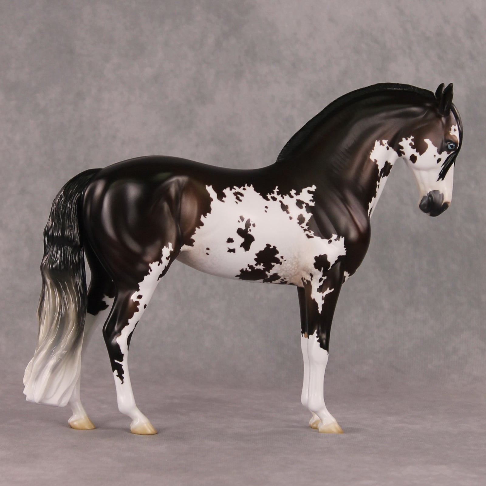 Oymyakon OOAK Bay Pinto Criollo Andalusian By Jess Hamill HS24