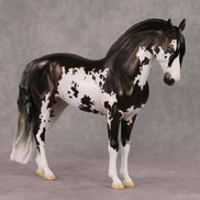 Oymyakon OOAK Bay Pinto Criollo Andalusian By Jess Hamill HS24