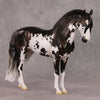 Oymyakon OOAK Bay Pinto Criollo Andalusian By Jess Hamill HS24