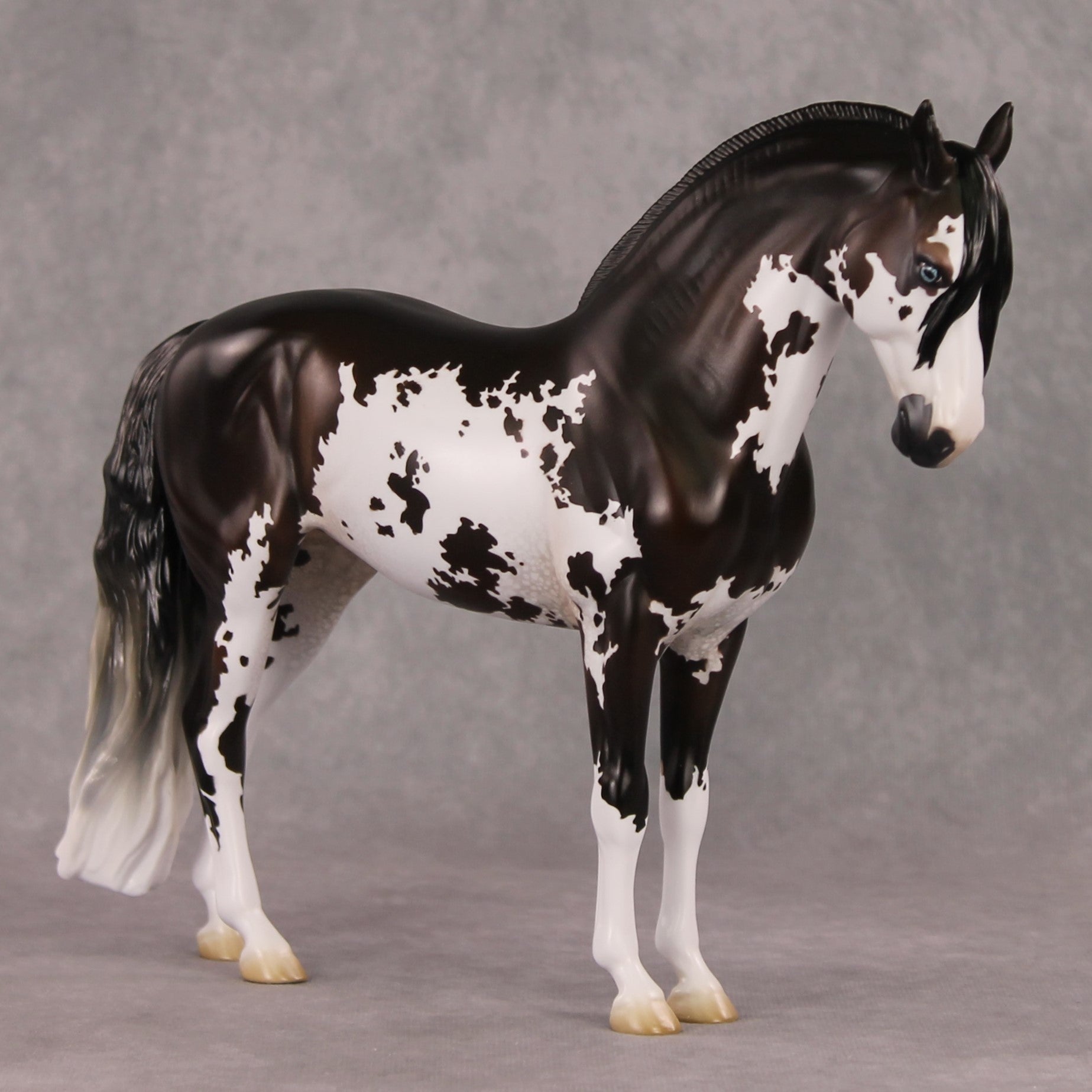 Oymyakon OOAK Bay Pinto Criollo Andalusian By Jess Hamill HS24