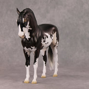 Oymyakon OOAK Bay Pinto Criollo Andalusian By Jess Hamill HS24