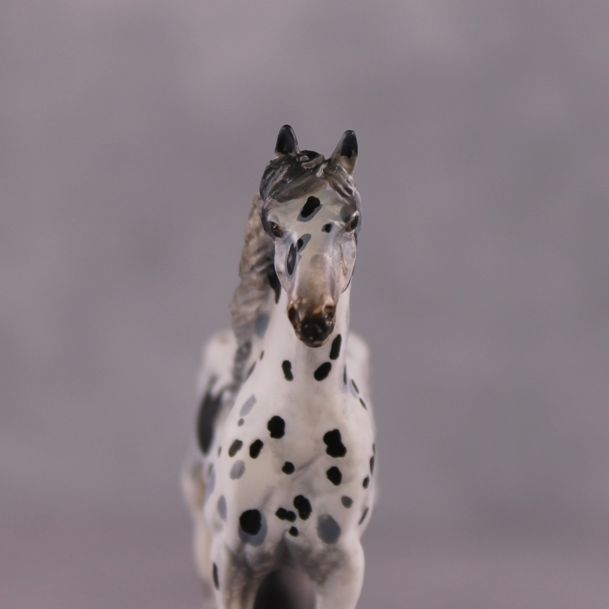 "Disengo" EFCM Stock/Friesian Chip By Kristen Cermele