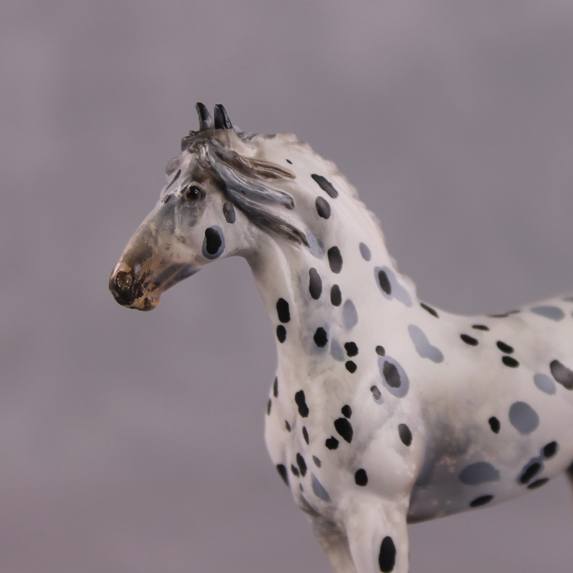 "Disengo" EFCM Stock/Friesian Chip By Kristen Cermele