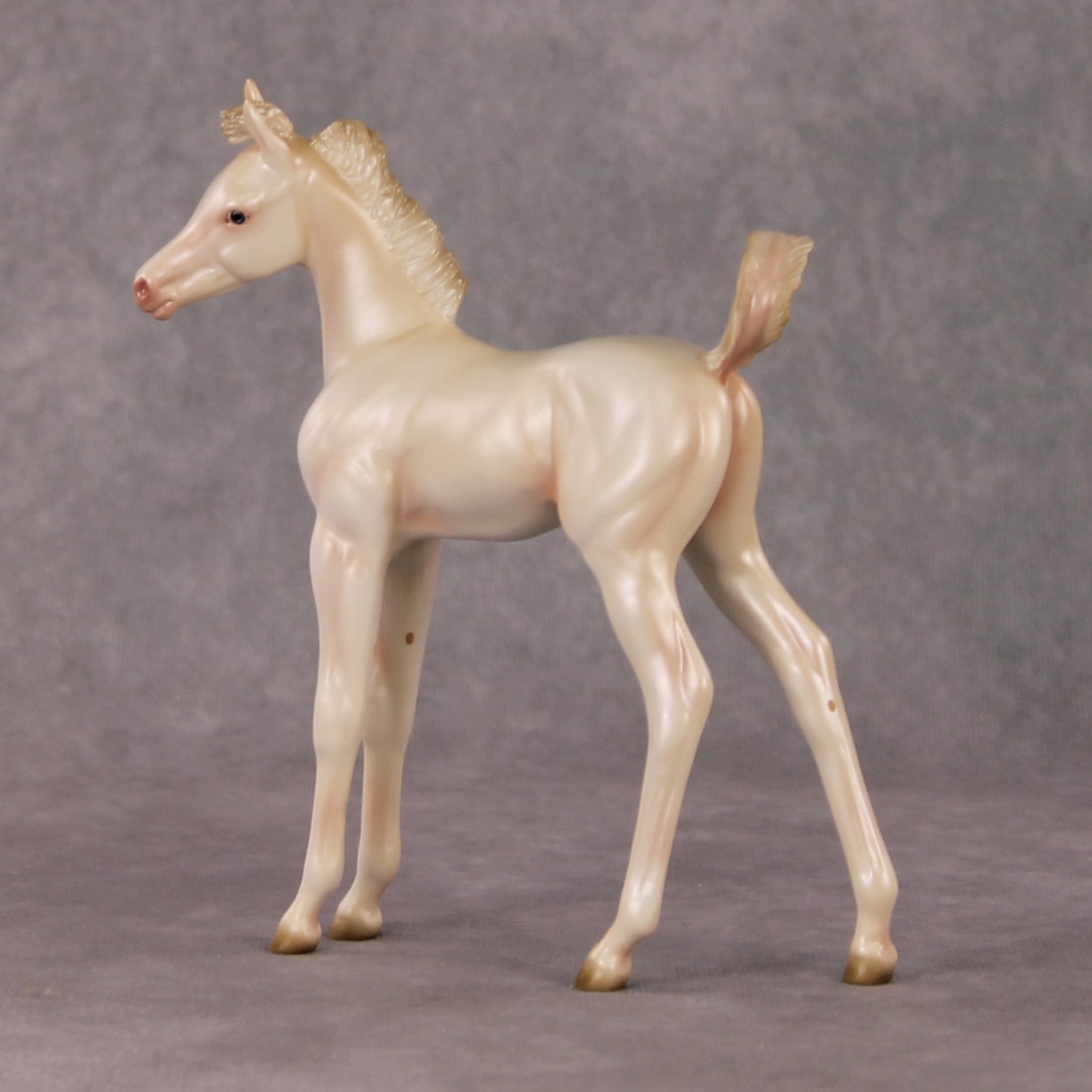 Little Golden Star OOAK Cremello Arab Foal by Ashley Palmer HS24