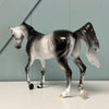 Aster SAMPLE Dappled Grey Custom Thoroughbred By Ellen Robbins EQ24 Based on AotH Entry From Rosanna P. Brost SS1024