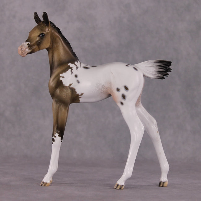 "Achellus" OOAK FCM Arab Foal By Dawn Quick SHCF25