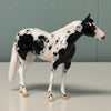 Howbeit OOAK Black Tobiano Stock Chip By Jess Hamill EQ24 End Of Month Sale SS724