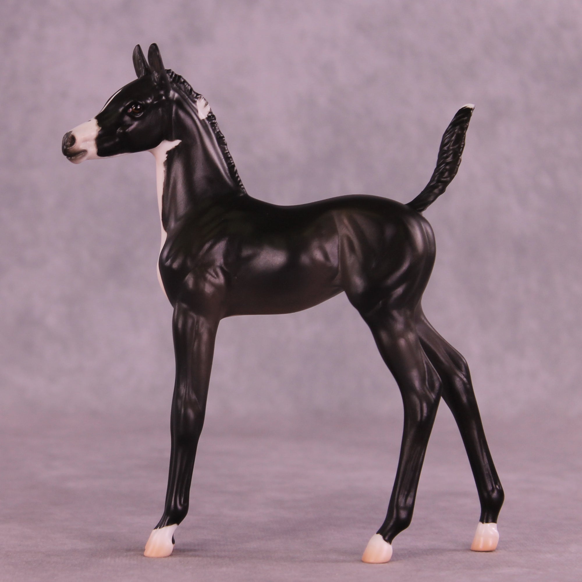 Alice LE-5 Arabian Foal by Jess Hamill MS25