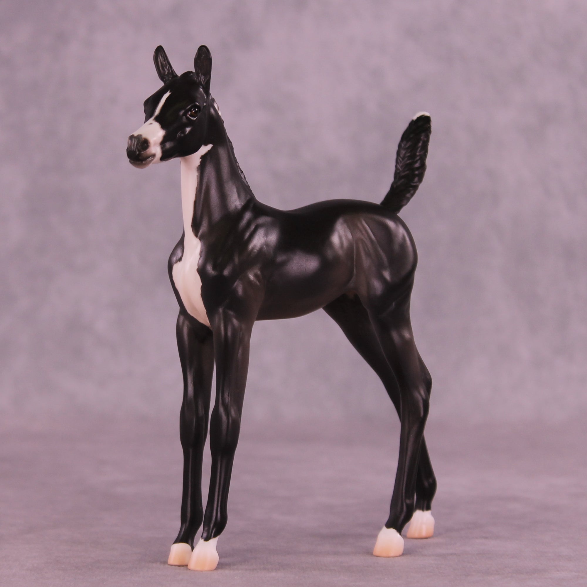Alice LE-5 Arabian Foal by Jess Hamill MS25
