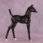 Alice LE-5 Arabian Foal by Jess Hamill MS25