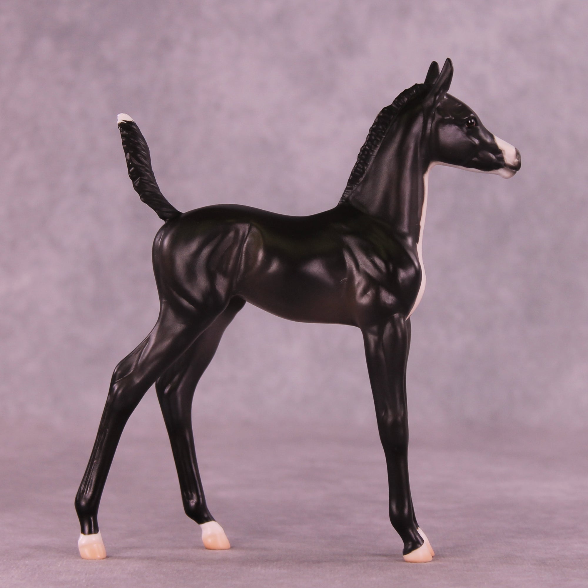 Alice LE-5 Arabian Foal by Jess Hamill MS25