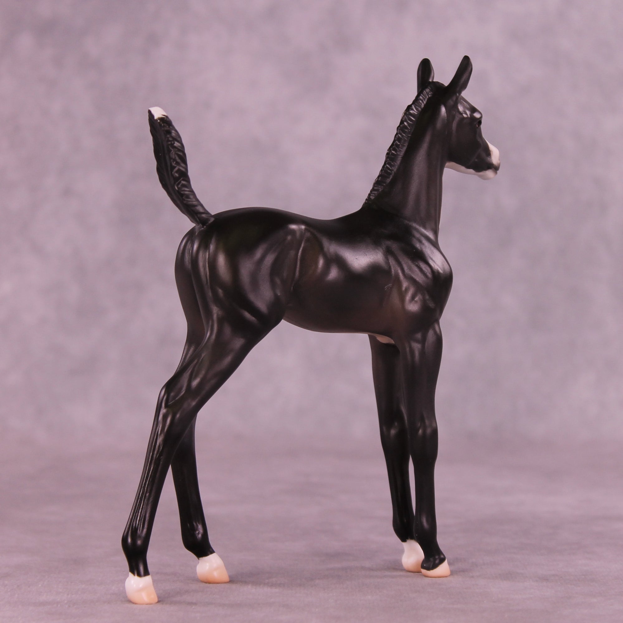 Alice LE-5 Arabian Foal by Jess Hamill MS25