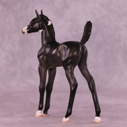 Alice LE-5 Arabian Foal by Jess Hamill MS25