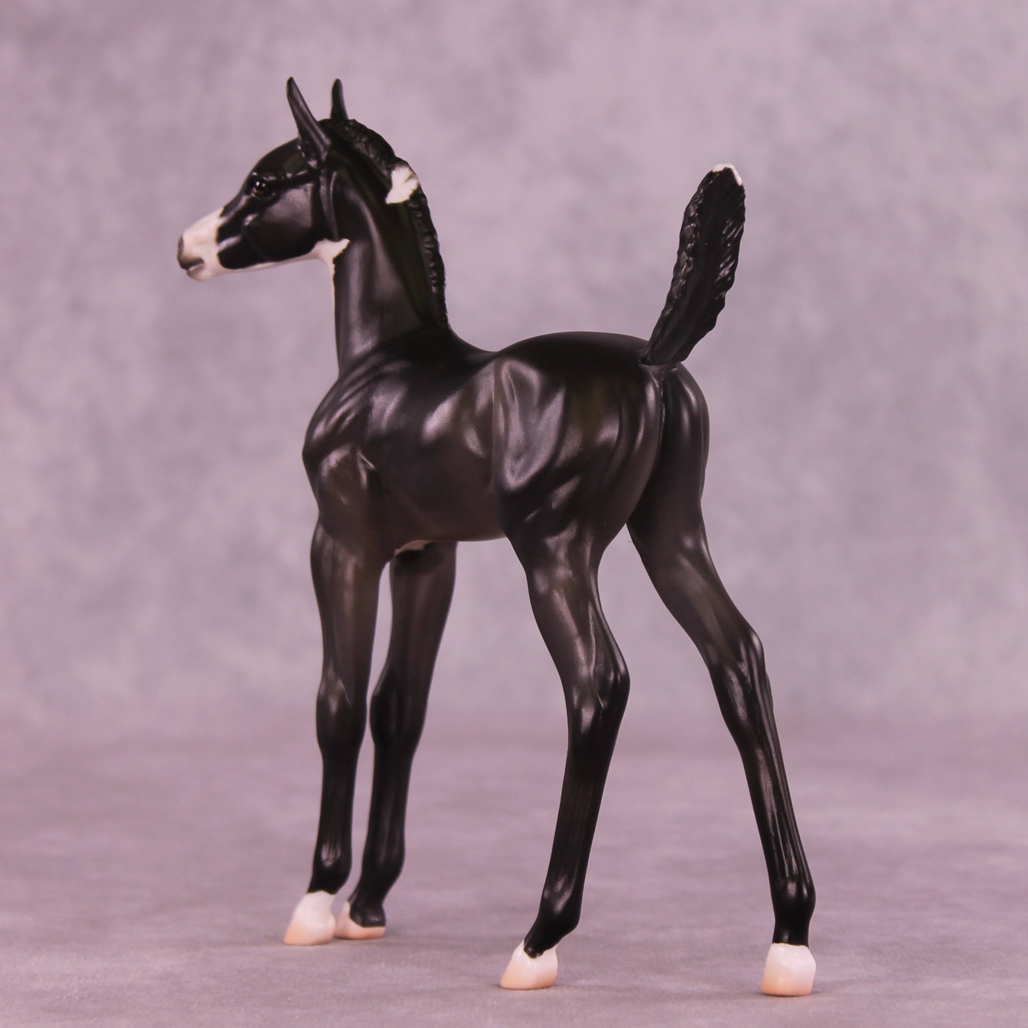 Alice LE-5 Arabian Foal by Jess Hamill MS25