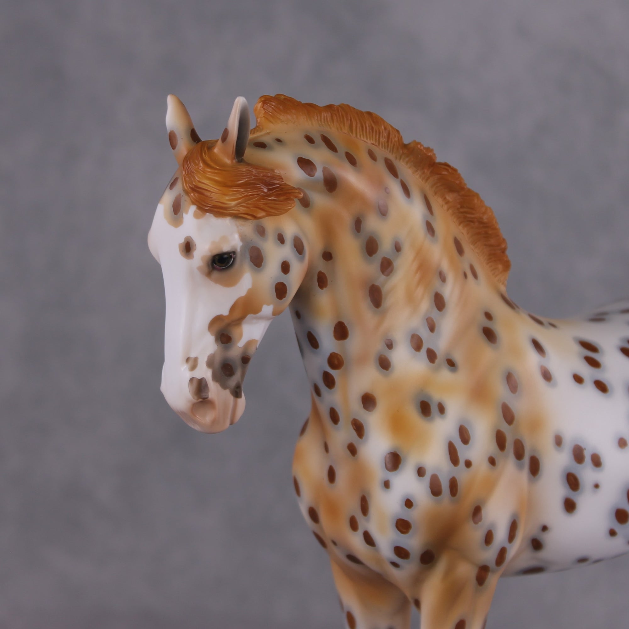 "Dragonfruit" OOAK FCM Andalusian By Dawn Quick SHCF25