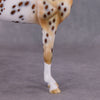 &quot;Dragonfruit&quot; OOAK FCM Andalusian By Dawn Quick SHCF25