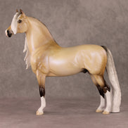 Frost Flower OOAK Dappled Silver Buckskin with Blue Interference Custom Morgan By Ellen Robbins HS24