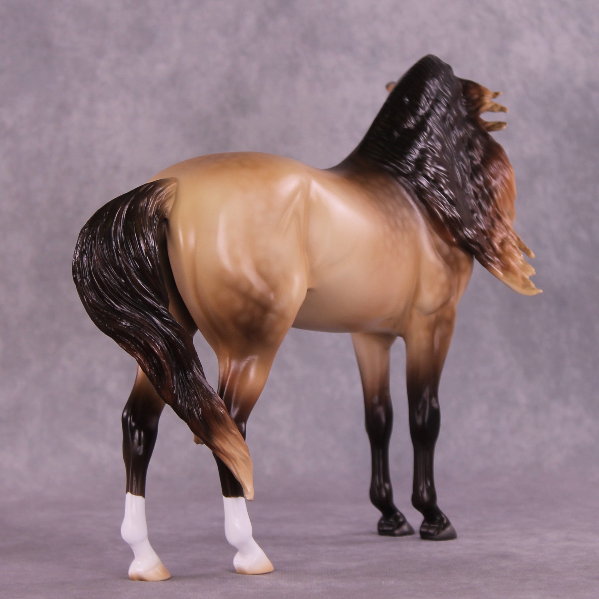 "Regulus" LE-10 EFCM Andalusian by Ashley Palmer ZS25