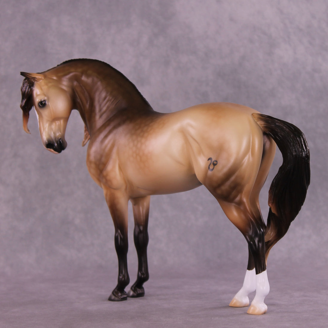 "Regulus" LE-10 EFCM Andalusian by Ashley Palmer ZS25