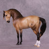 &quot;Regulus&quot; LE-10 EFCM Andalusian by Ashley Palmer ZS25