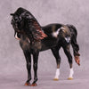 &quot;Algieba&quot; LE-10 EFCM Andalusian by Ashley Palmer ZS25