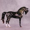 &quot;Algieba&quot; LE-10 EFCM Andalusian by Ashley Palmer ZS25