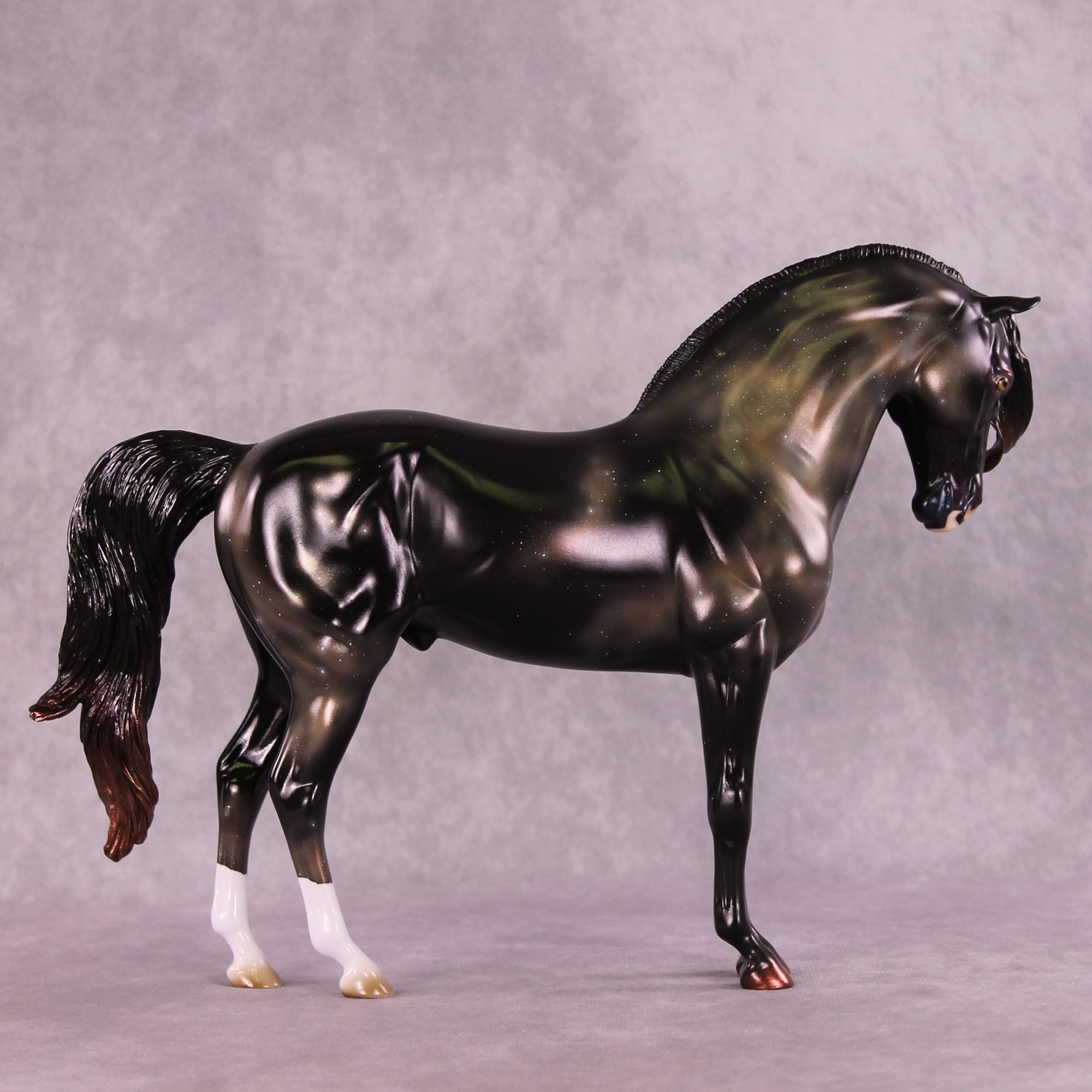 "Algieba" LE-10 EFCM Andalusian by Ashley Palmer ZS25