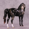 &quot;Algieba&quot; LE-10 EFCM Andalusian by Ashley Palmer ZS25
