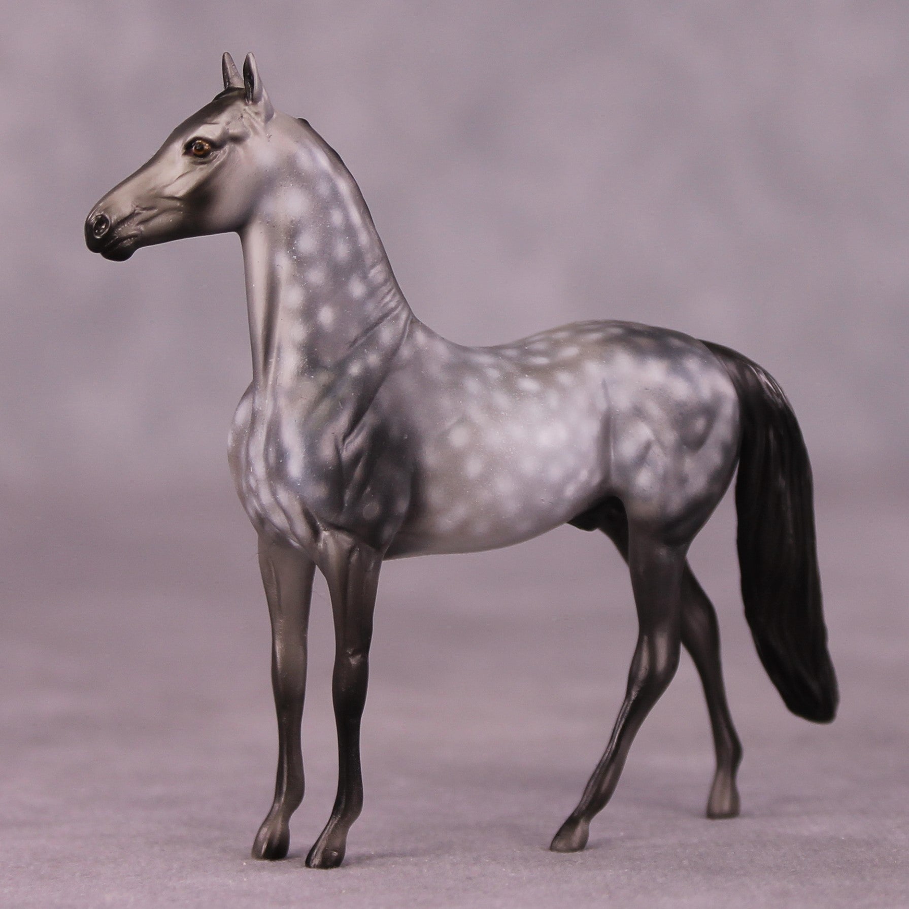 "Scion" OOAK Morgan Chip by Dawn Quick SHCF25OS