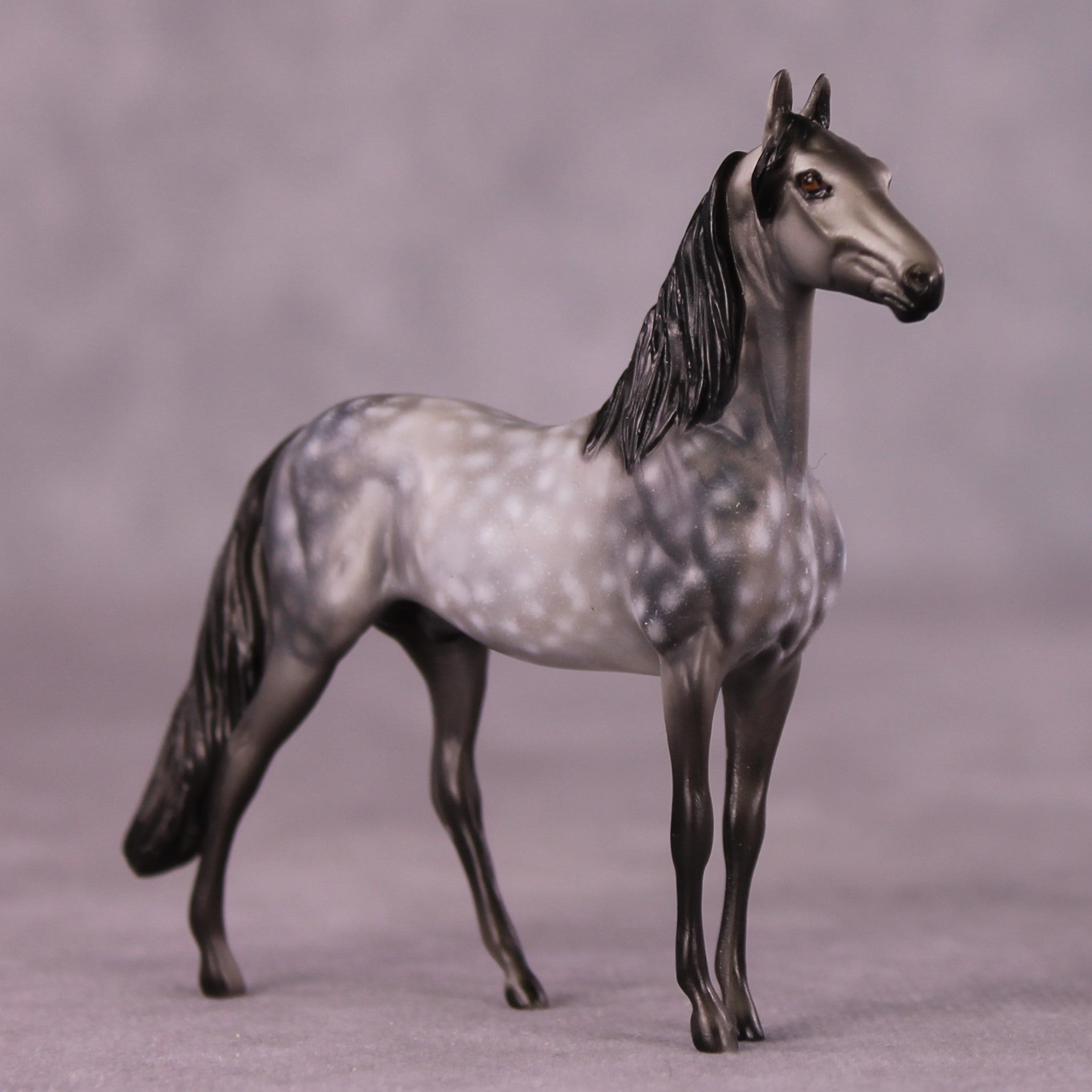 "Scion" OOAK Morgan Chip by Dawn Quick SHCF25OS