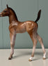Bodoni OOAK Bay Arab Foal By Jess Hamill EQ24