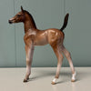 Bodoni OOAK Bay Arab Foal By Jess Hamill EQ24