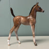 Bodoni OOAK Bay Arab Foal By Jess Hamill EQ24