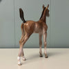 Bodoni OOAK Bay Arab Foal By Jess Hamill EQ24