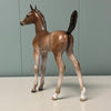 Bodoni OOAK Bay Arab Foal By Jess Hamill EQ24