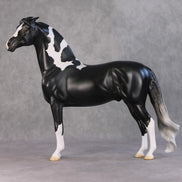 Amundsen OOAK Black Tobiano Custom Pinned Eared Morgan By Jess Hamill HS24