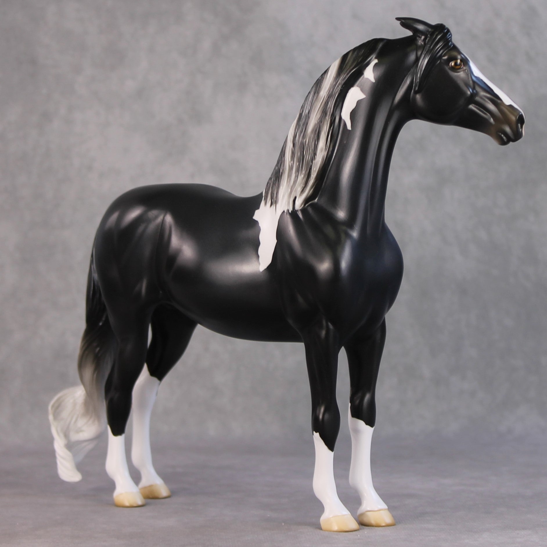Amundsen OOAK Black Tobiano Custom Pinned Eared Morgan By Jess Hamill HS24