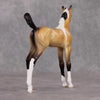 Marquette OOAK Custom Buckskin Pinto Arab Foal By Jess Hamill HS24