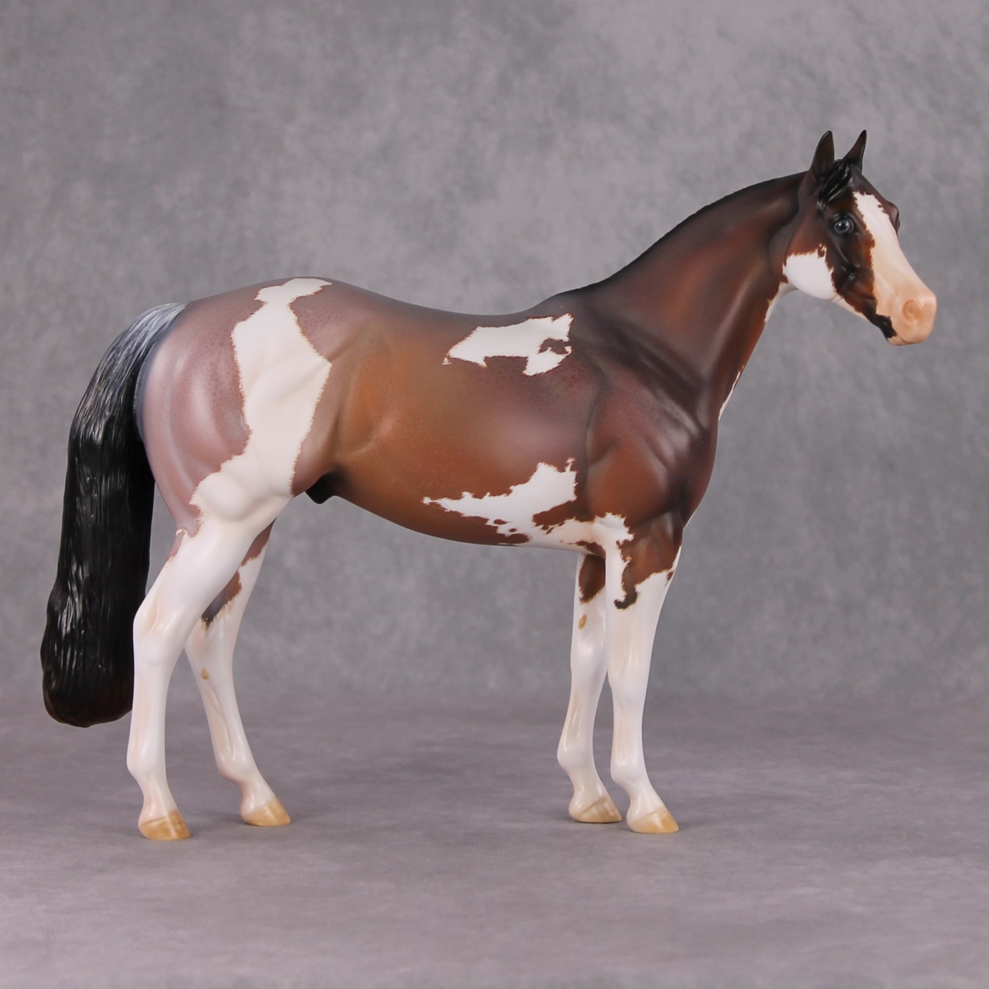 "Earl Grey" OOAK Roan Pinto ISH W/ Criollo Customizing Painted By Amanda Brock Best Offers 01/07/25