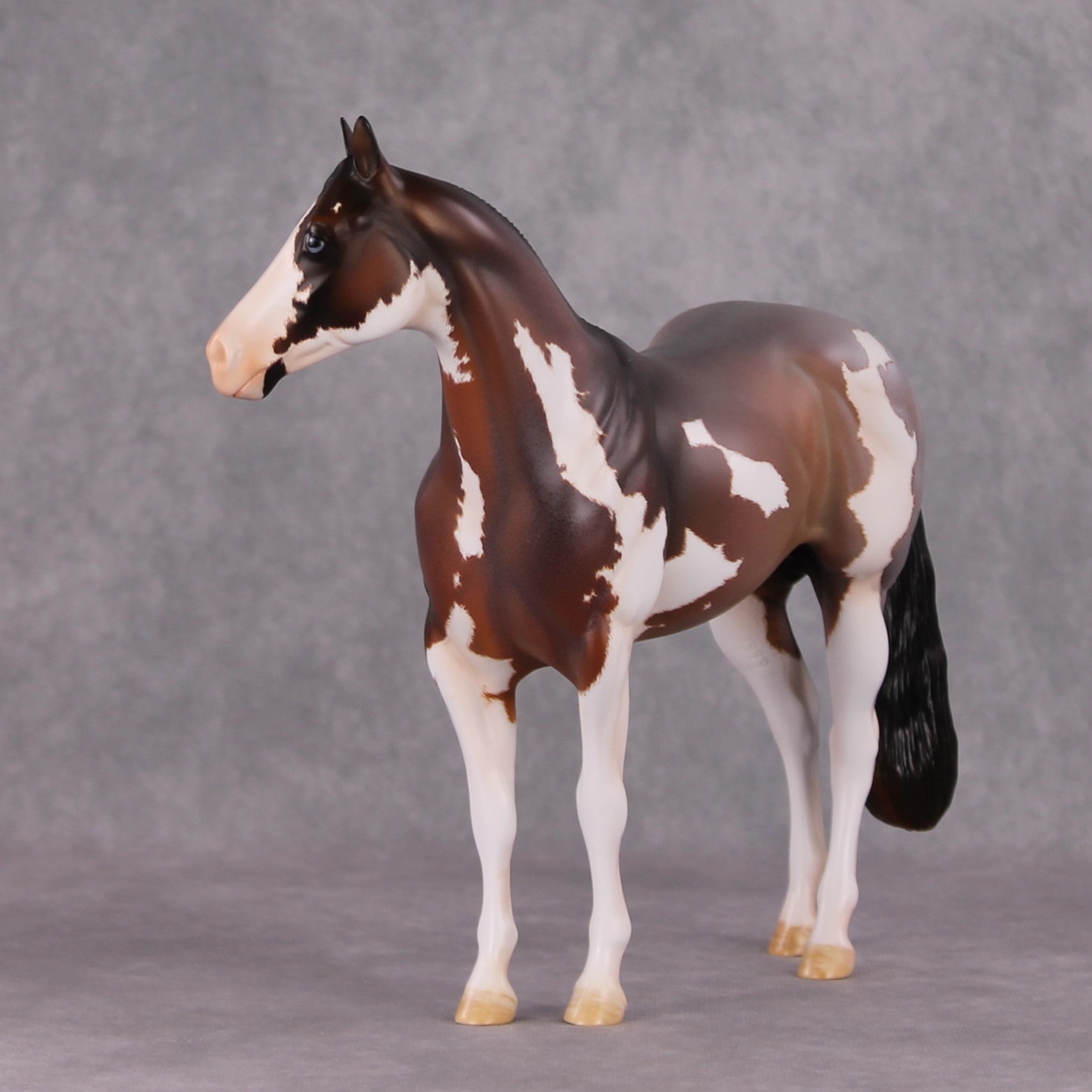"Earl Grey" OOAK Roan Pinto ISH W/ Criollo Customizing Painted By Amanda Brock Best Offers 01/07/25