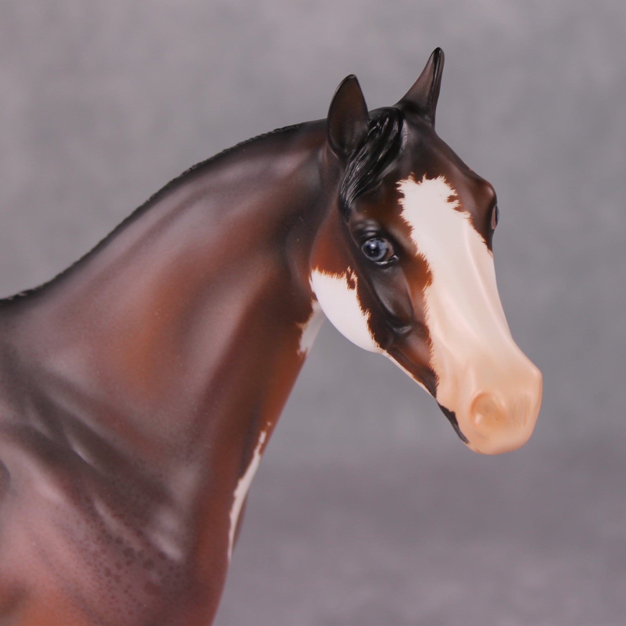 "Earl Grey" OOAK Roan Pinto ISH W/ Criollo Customizing Painted By Amanda Brock Best Offers 01/07/25