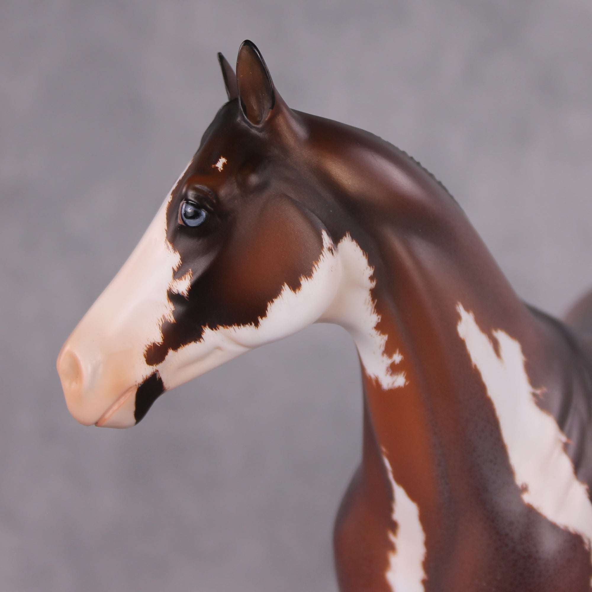"Earl Grey" OOAK Roan Pinto ISH W/ Criollo Customizing Painted By Amanda Brock Best Offers 01/07/25