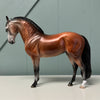 Planetesimal OOAK Bay Going Gray Andalusian Mare By Jess Hamill EQ24