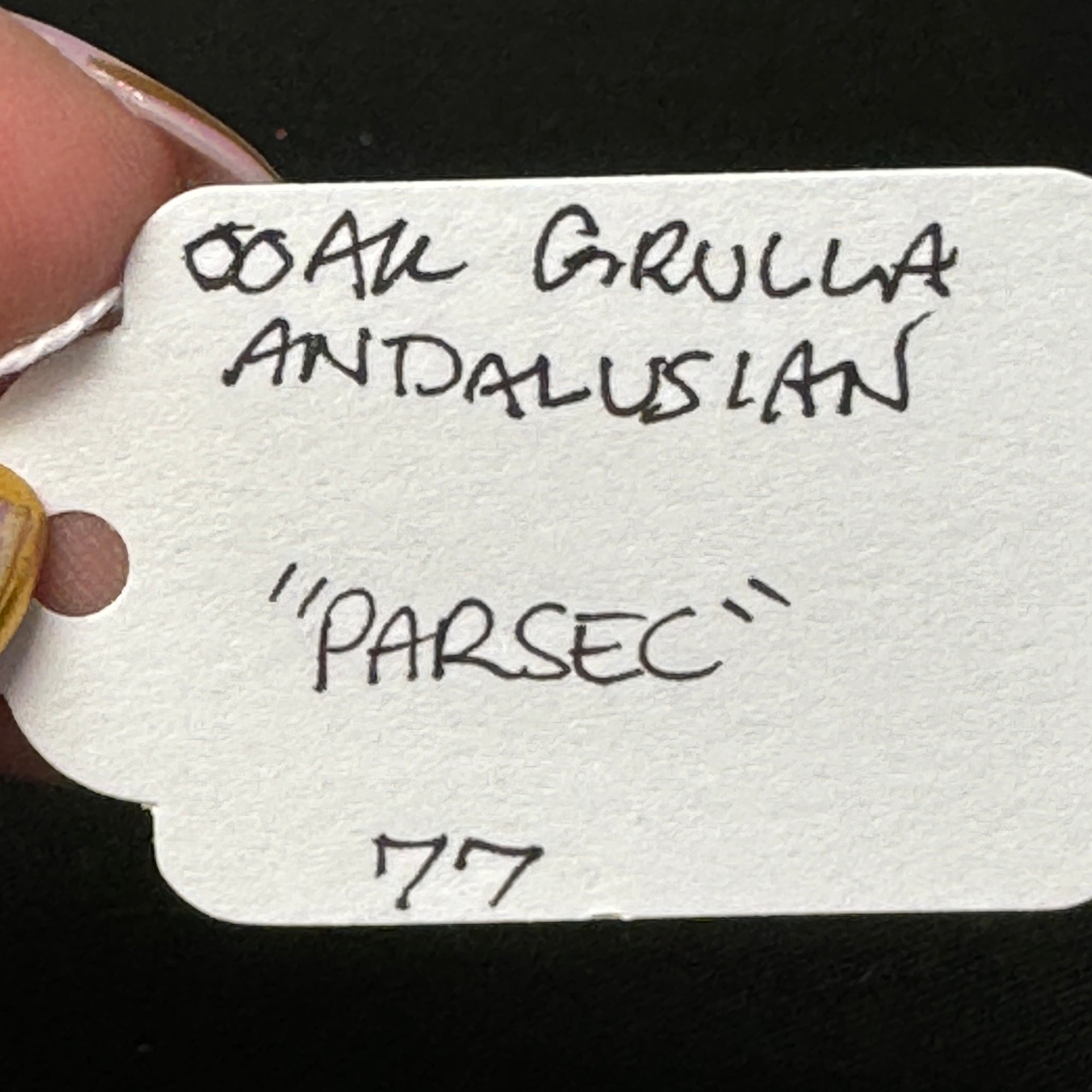 Parsec OOAK Grulla Andalusian By Jess Hamill EQ24