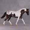 Darjeeling OOAK Roan Pintaloosa Irish Draught Painted By Amanda Brock Best Offers 01/07/25