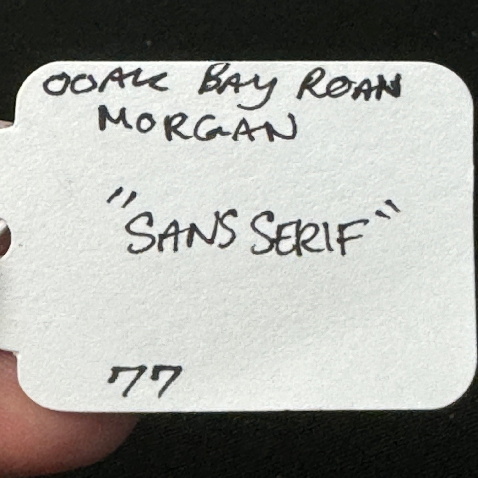 Sans Serif OOAK Bay Roan Overo Morgan By Jess Hamill EQ24